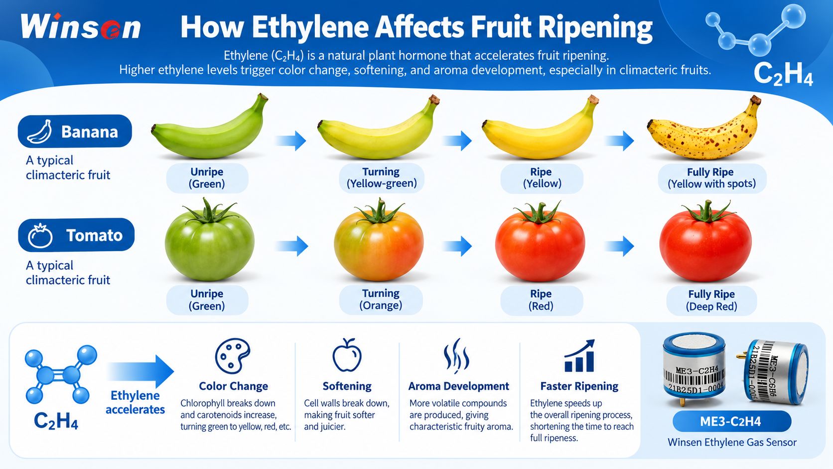 How ethylene affects banana and tomato ripening stages